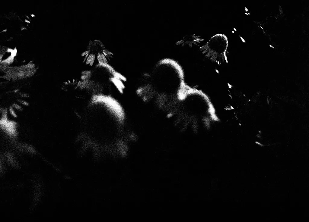 Artistic Black and White photography of flowers at night
