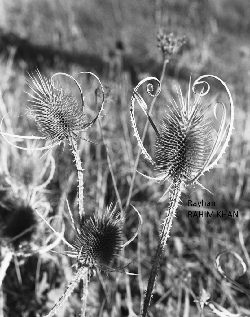 A black and white photography of Flowers taken with a Pentax 645 camera and a Zeiss 150mm F4 adapted lens.
