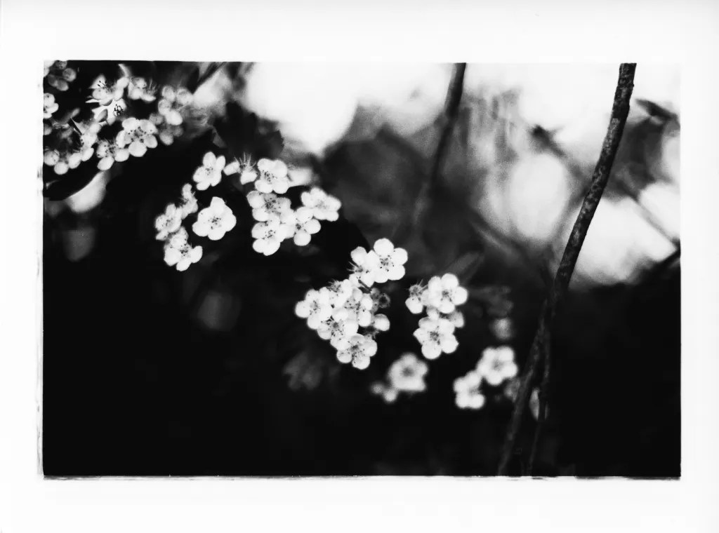 Fleurs photographiées avec un Nikon FG et un Nikkor 50mm F1.4 Pré-AI.