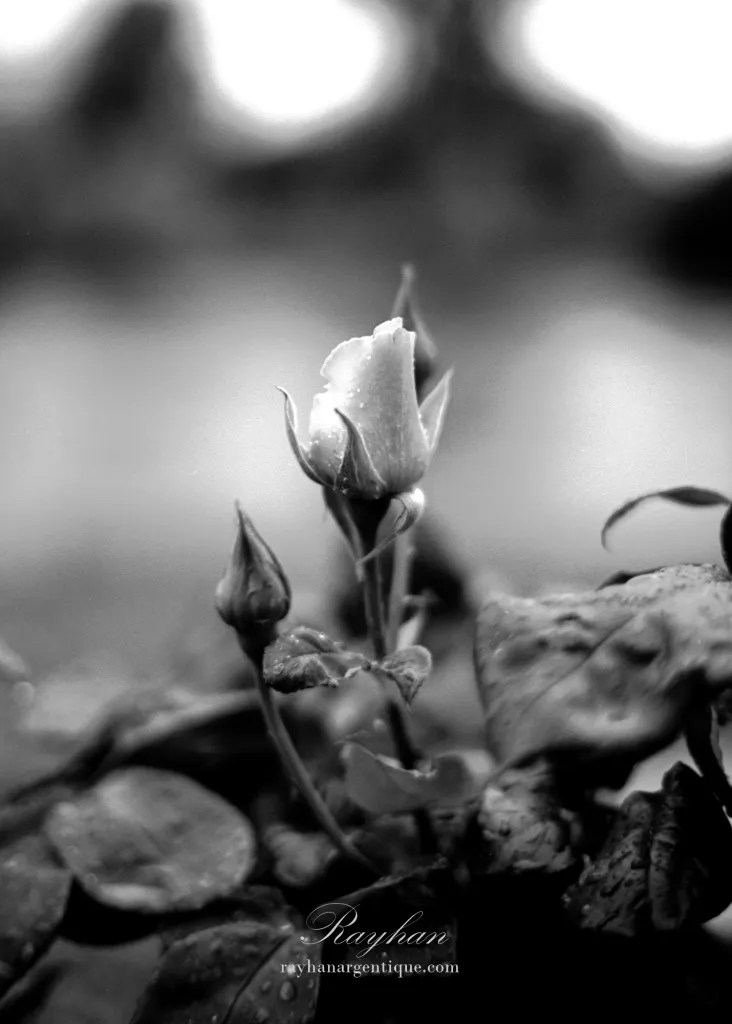 Photo prise avec un Zenitar 17 M 50mm F1.7