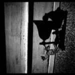 Cheval, ombre, nuit
