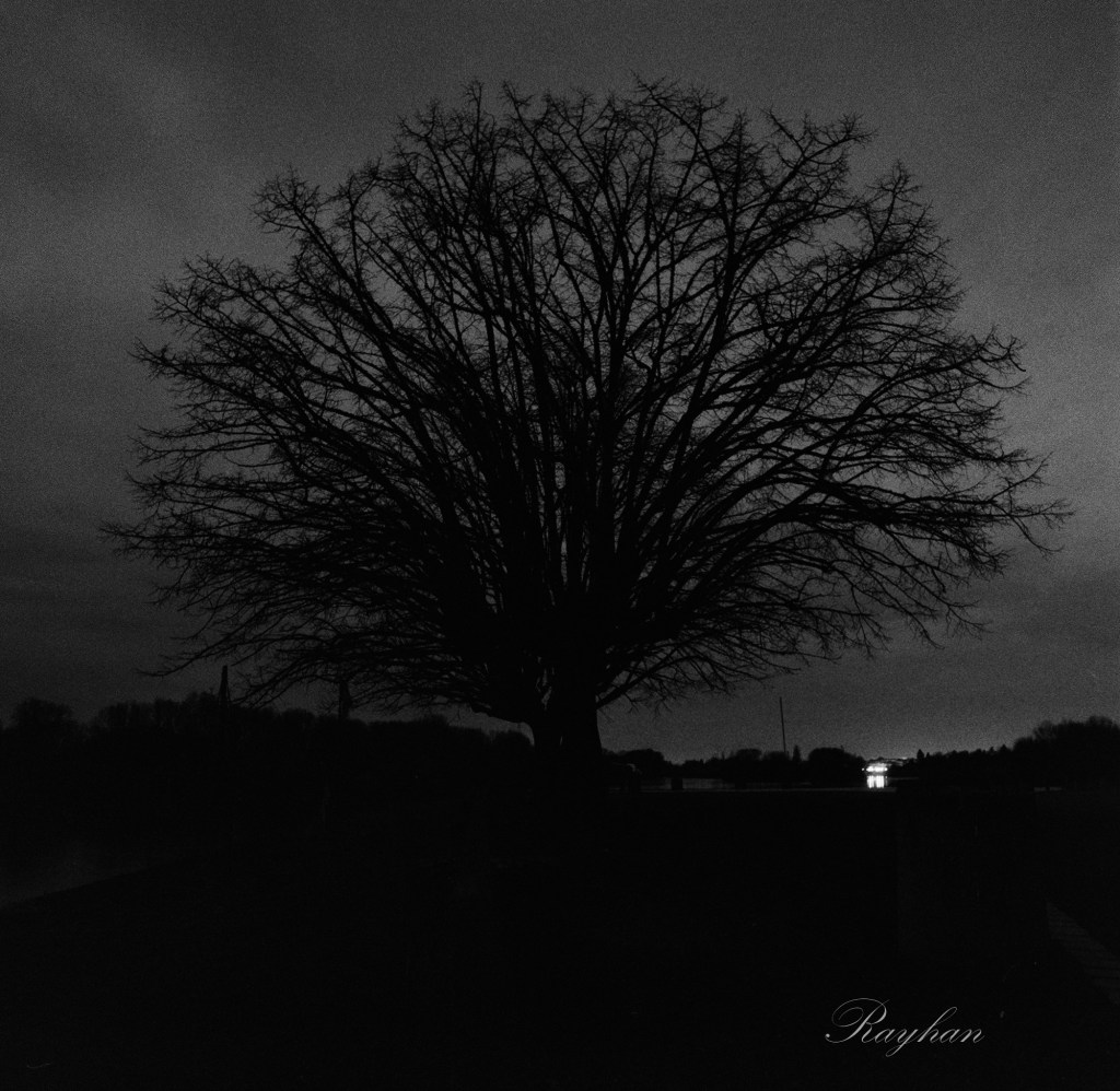 Delta 3200 and FX39 - Tree in Combleux