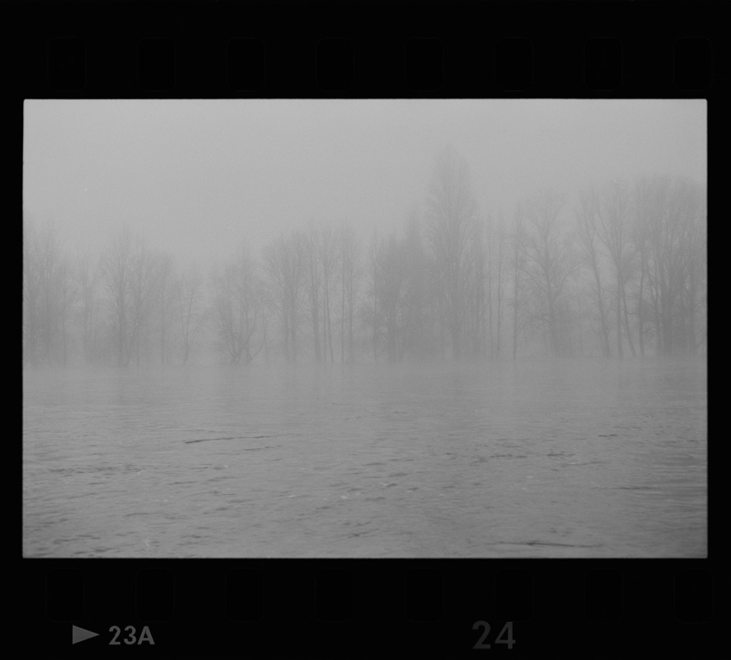 Study 6: Trees rising from the river