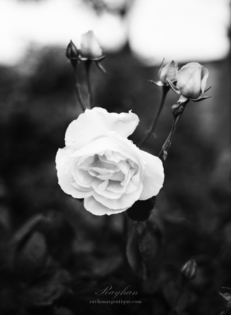 White Rosebush