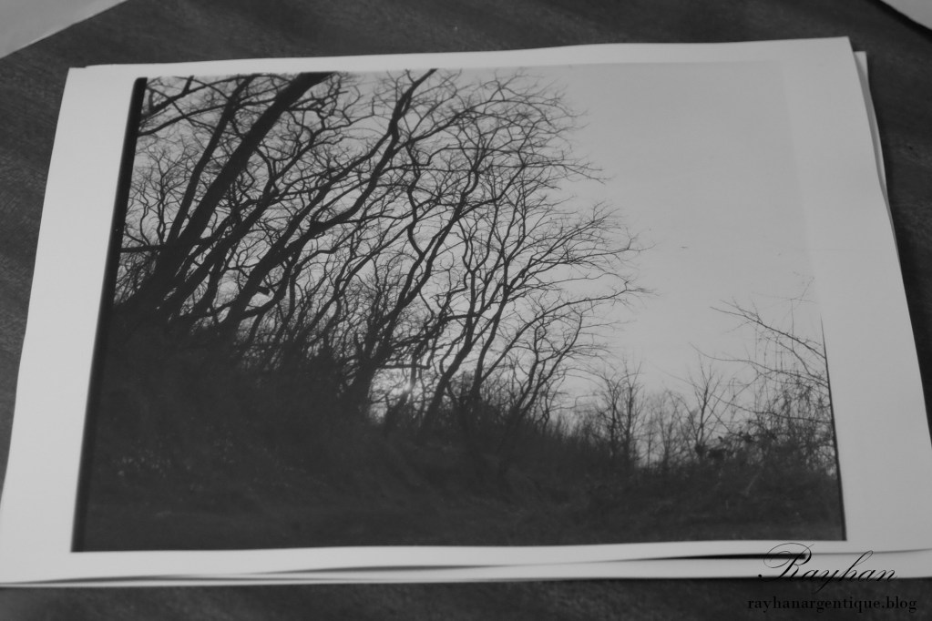 Silver gelatin print of a forest. The use of the 0 grade does not save the print.