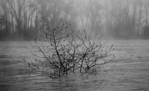 Study 3: Trees Submerged by the River