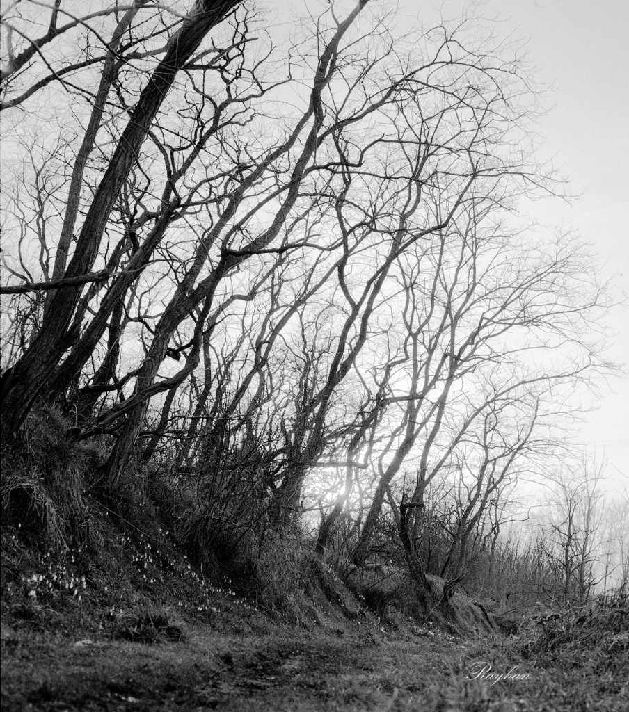 A film photograph of the forest, digitally reworked. The result is better because there is much more flexibility than with a traditional film print.