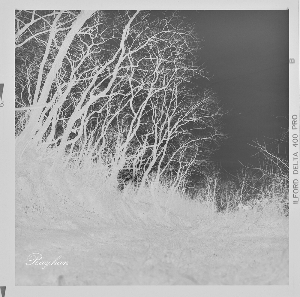 The black and white negative of the forest that we are going to make a silver gelatin print with.
