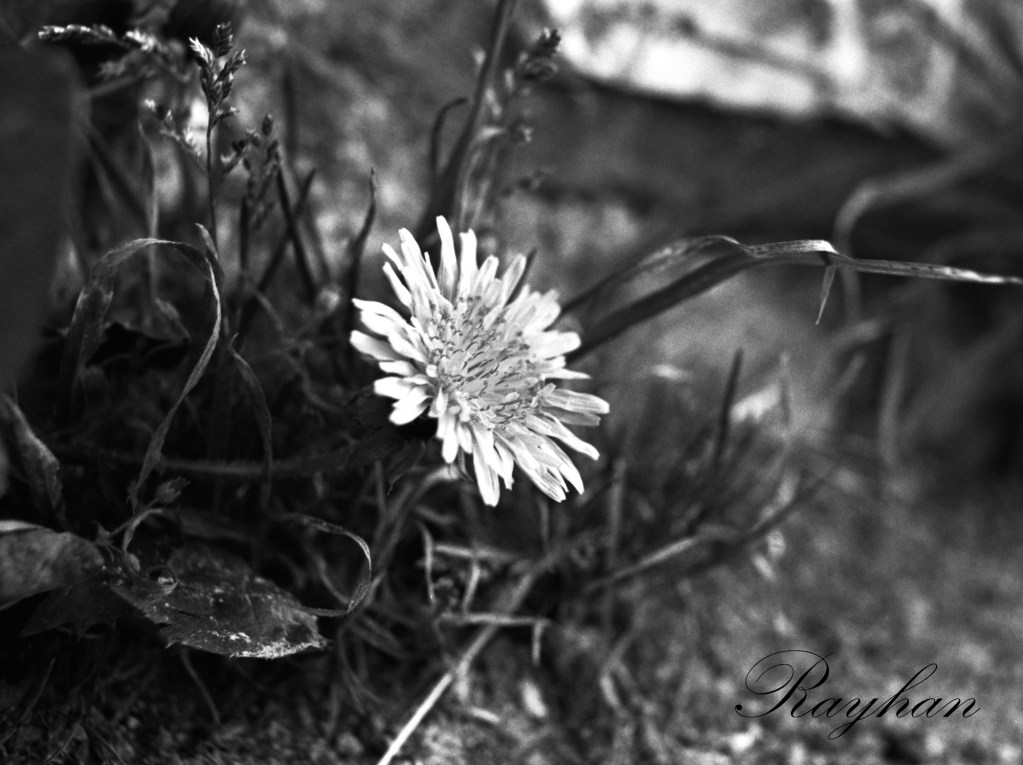 Flowers, Orléans, April 2025. © Rayhan RAHIM KHAN