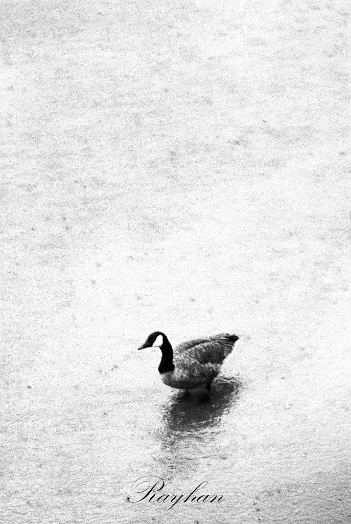 Canard sou la pluie, Loire, Orléans. Avril 2025.