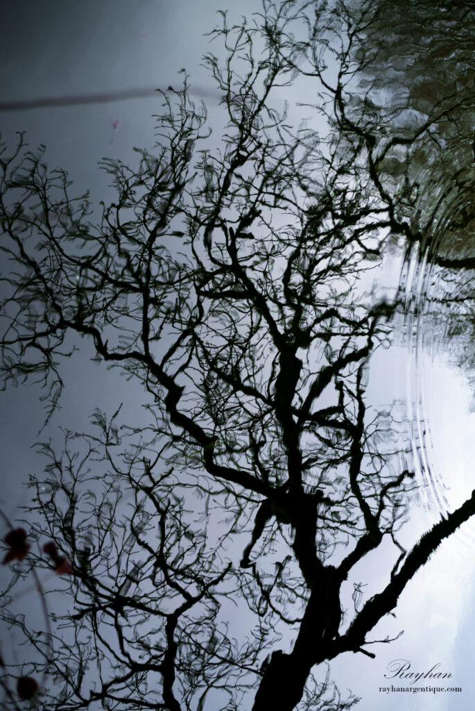 Reflection of a tree in the water-© Rayhan RAHIM KHAN