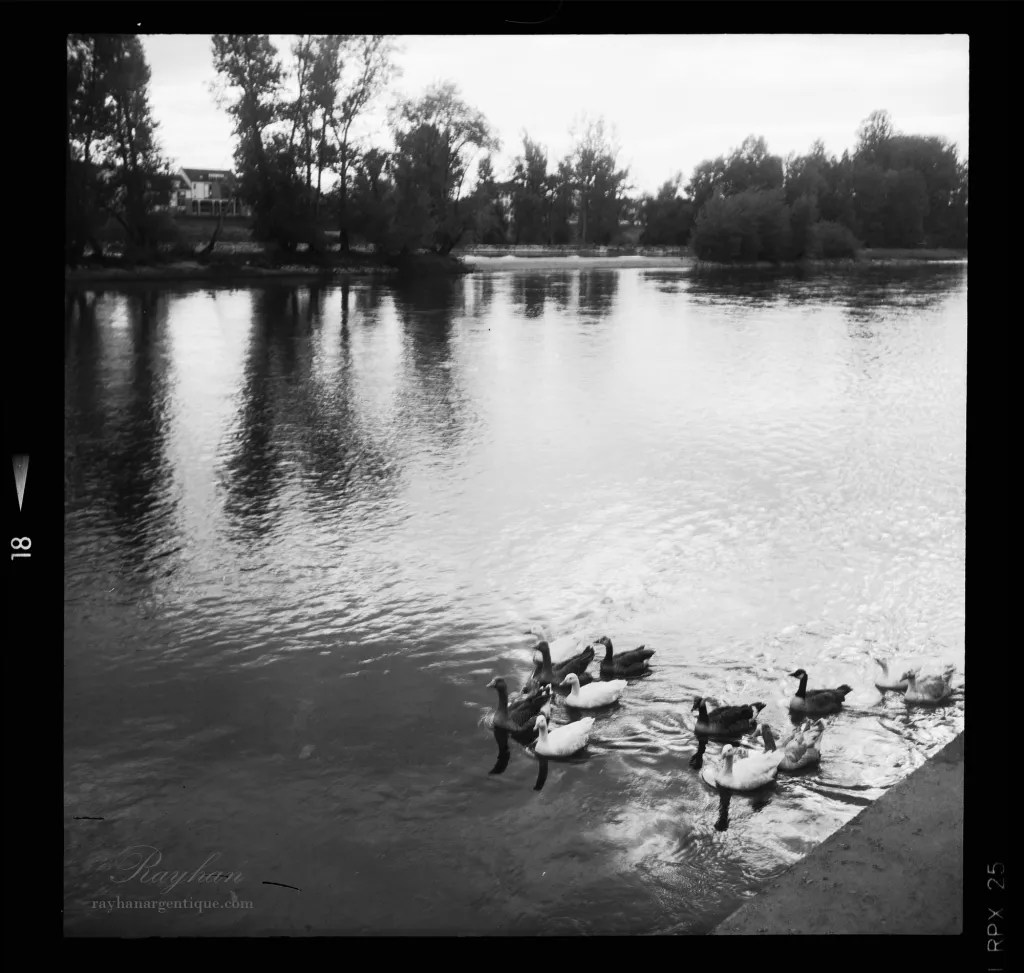 Photo taken wiht a Kinaflex.