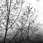 Black and white photograph of branches in front of a river on a foggy day