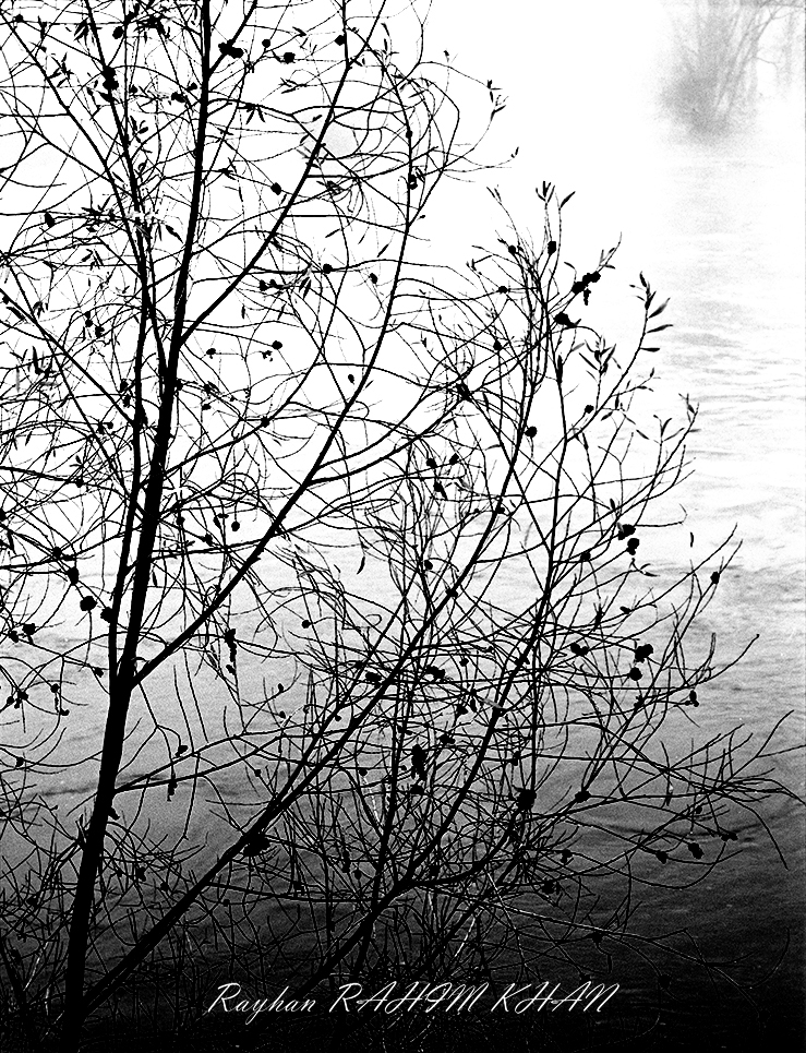 Black and white photograph of branches in front of a river on a foggy day