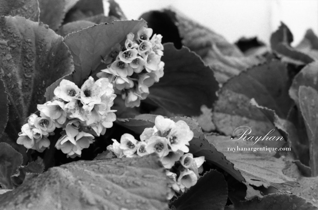 Black and white photography of bergenia