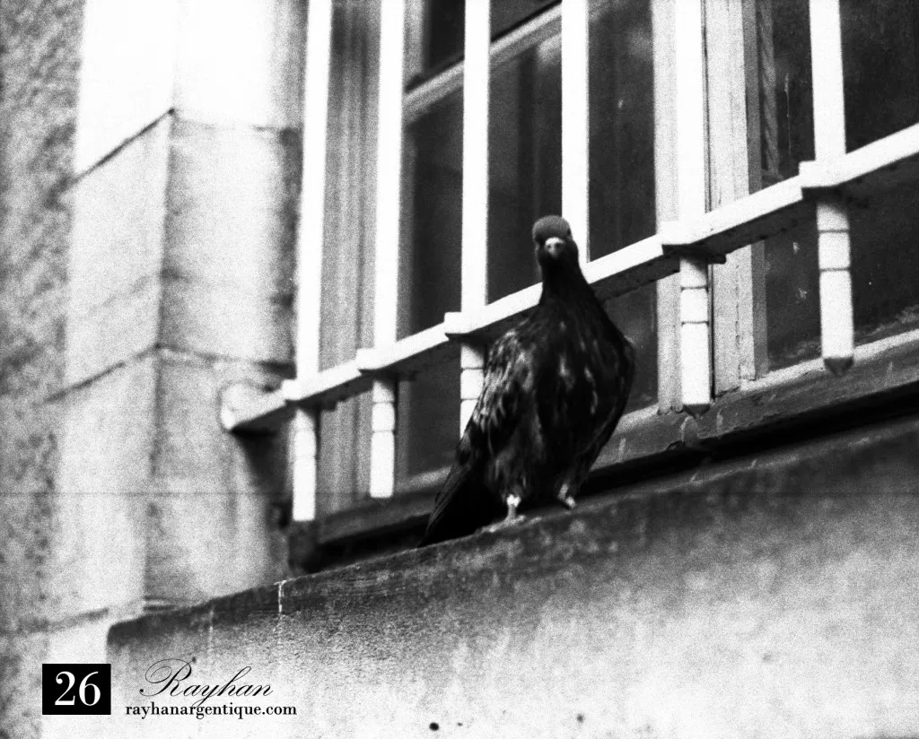 Un pigeon détrempé après un épisode pluvieux.