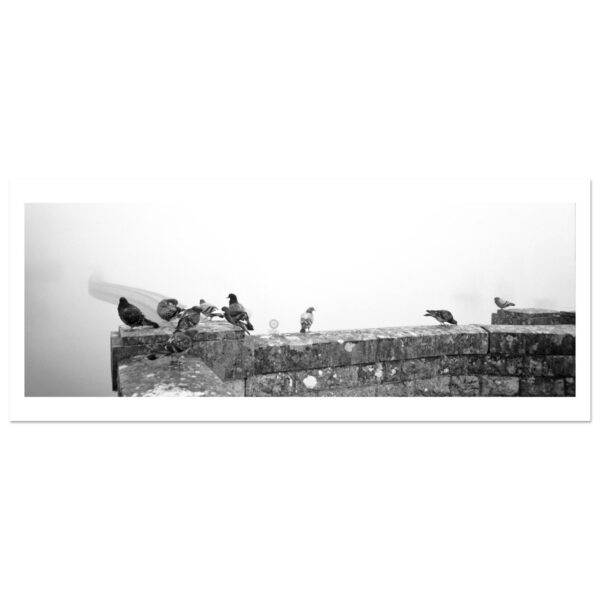 The pigeons of the Loire and the towpath -Fine Art Print
