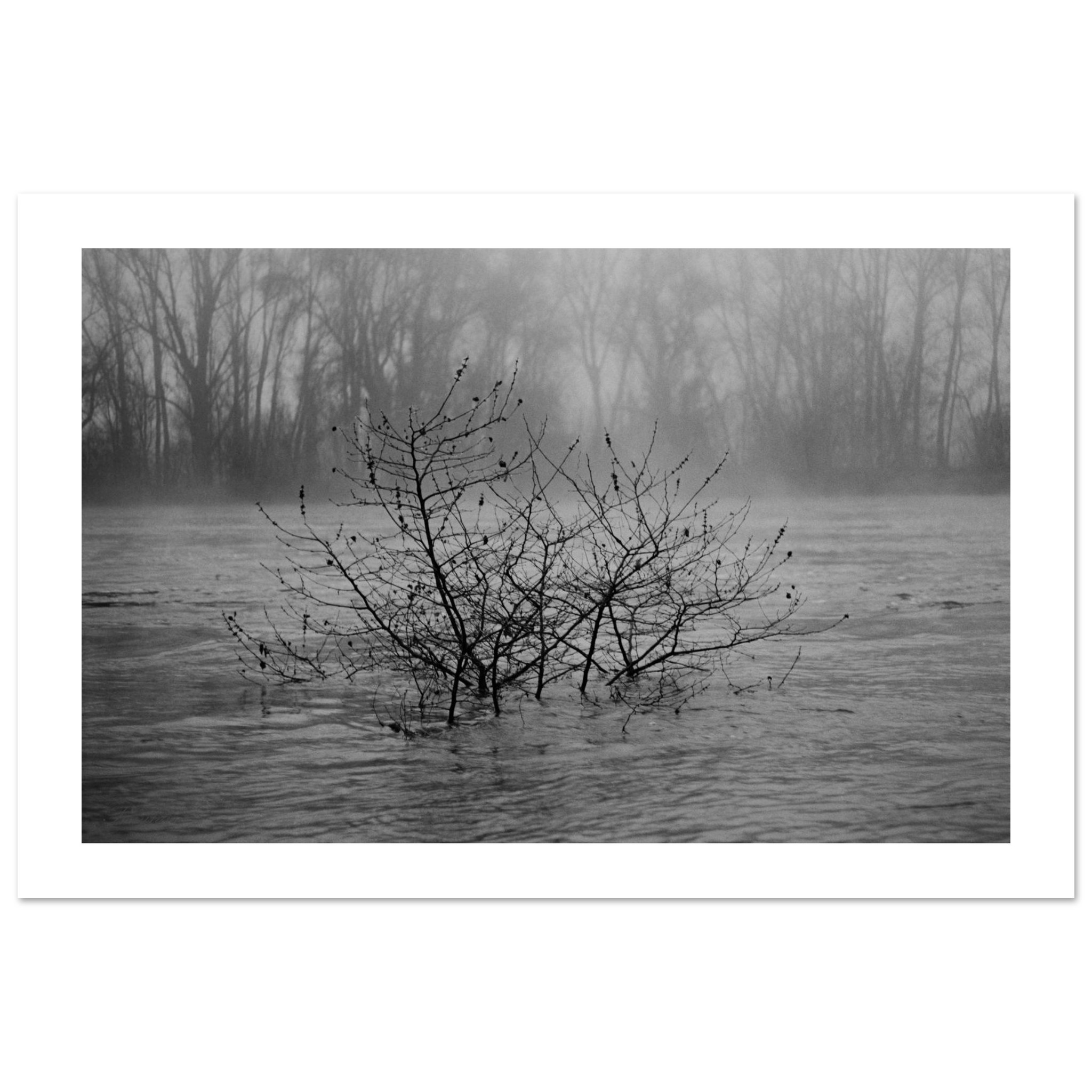A photo art print of tree branches emerging from a river